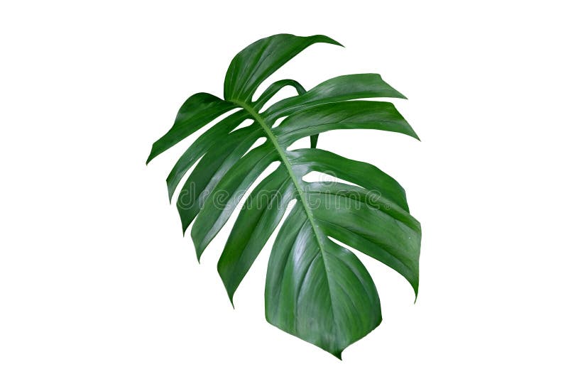 Folha da planta de Monstera, a videira sempre-verde tropical isolada no fundo branco fotos de stock royalty free Folha da planta de Monstera, a videira sempre-verde tropical isolada no fundo branco fotos de stock royalty free