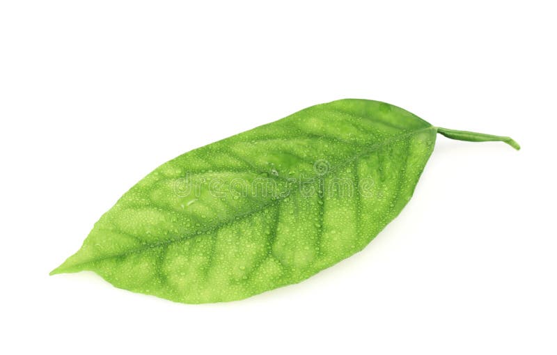 Folha da árvore de limão isolada imagem de stock Folha da árvore de limão isolada imagem de stock