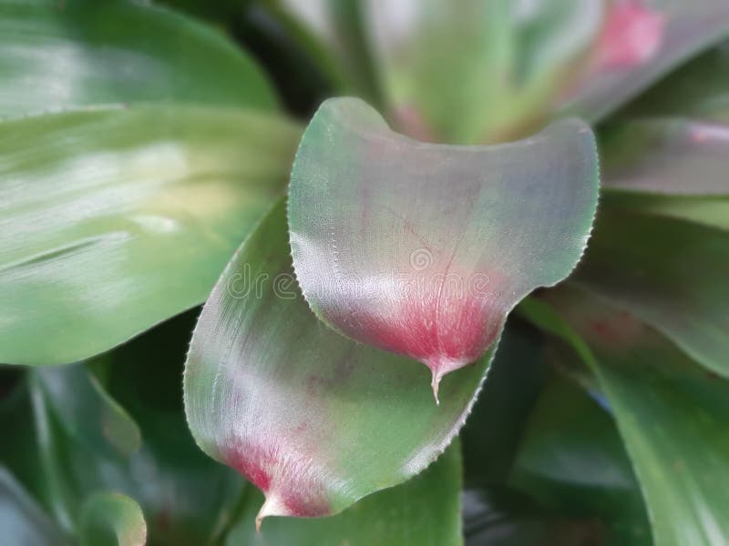 Folha De Cor Abstrata De Bromelia, Urn Plant, Aechmea Fasciata Foto de  Stock - Imagem de brilhante, folha: 165080108