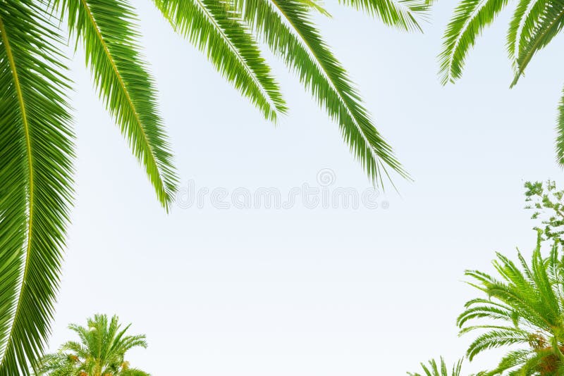 Palm leaf on white background. Palm leaf on white background