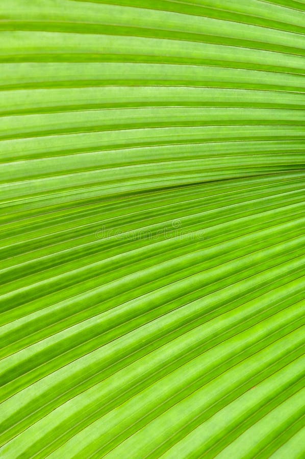 Folha de palmeira verde imagem de stock royalty free Folha de palmeira verde imagem de stock royalty free