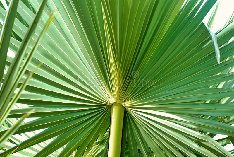 Folha de palmeira verde do açúcar no branco imagens de stock Folha de palmeira verde do açúcar no branco imagens de stock