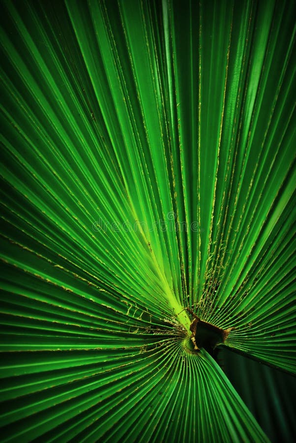 Folha de palmeira verde do Footstool imagem de stock royalty free Folha de palmeira verde do Footstool imagem de stock royalty free