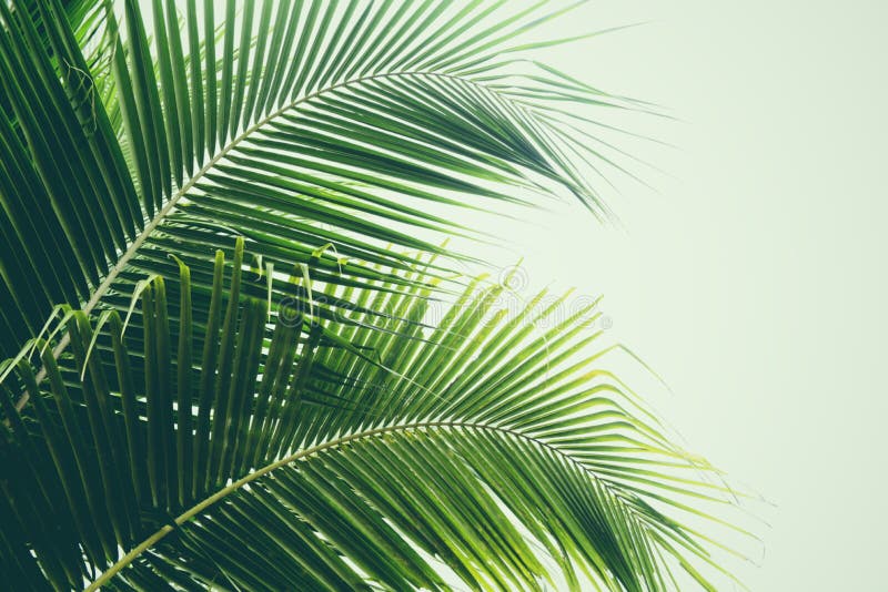 Folha de palmeira verde fresca nas folhas da planta tropical de árvore de coco foto de stock Folha de palmeira verde fresca nas folhas da planta tropical de árvore de coco foto de stock
