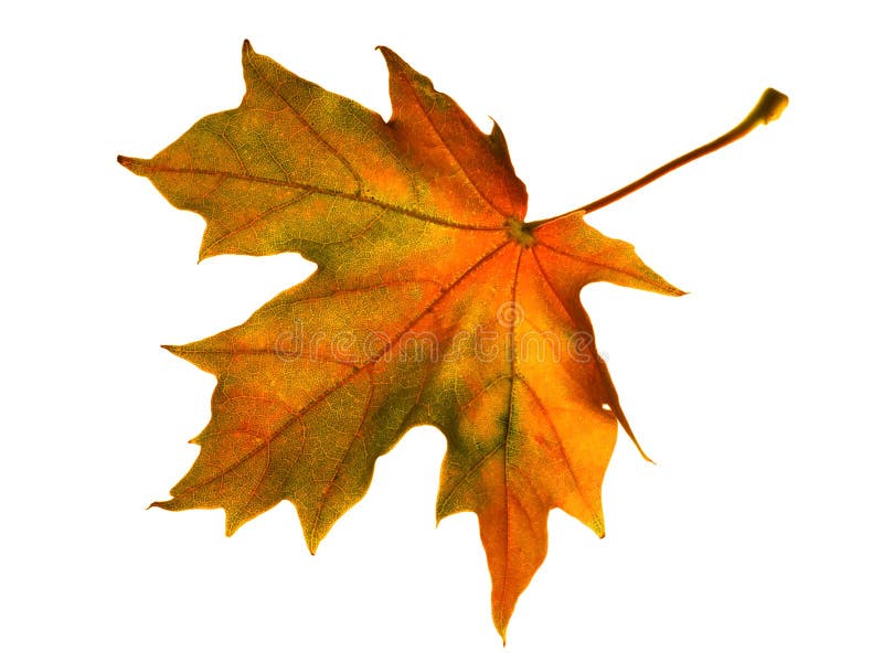 Folha de ácer amarela outonal foto de stock royalty free