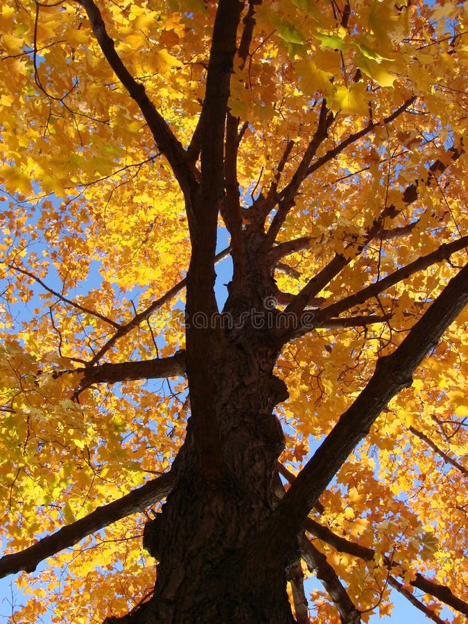 Fall foliage peak color in New England. Fall foliage peak color in New England.