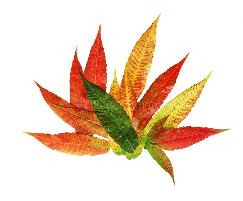 Folha de Sumac foto de stock. Imagem de setembro, nave 5889544