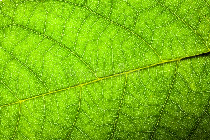 A folha diagonal da nervura central da foto macro de superfície áspera detalhada fresca verde natural do close up da estrutura da imagem de stock royalty free A folha diagonal da nervura central da foto macro de superfície áspera detalhada fresca verde natural do close up da estrutura da imagem de stock royalty free
