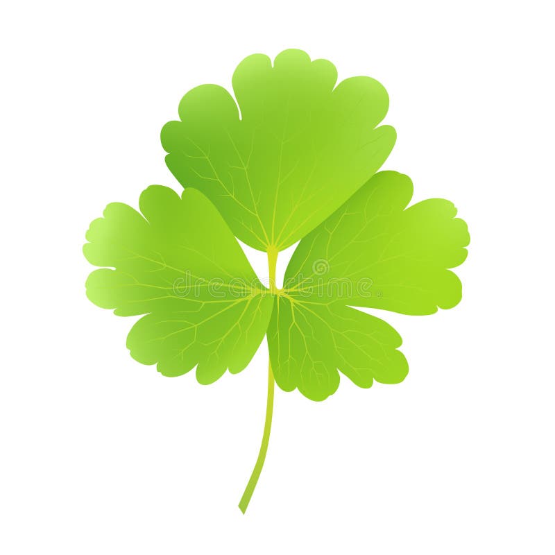 Folha do aquilegia vulgar ilustração stock