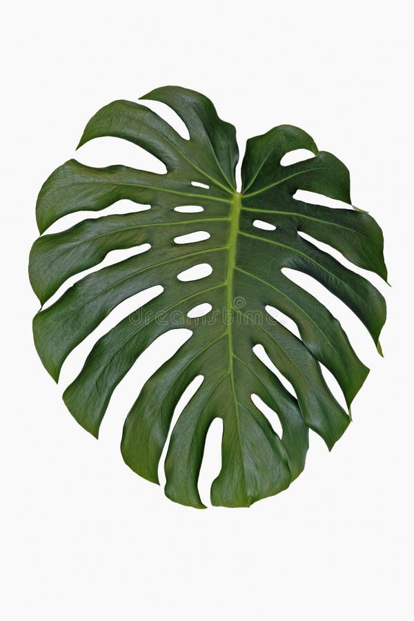 Folha Do Deliciosa Do Monstera Foto de Stock - Imagem de filodendron,  usina: 79253496