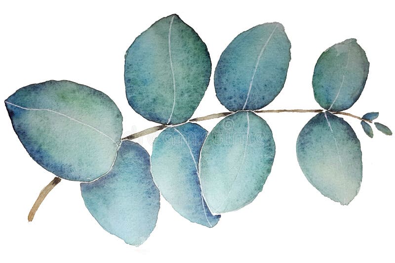 Folha do eucalipto com aquarela ilustração do vetor Folha do eucalipto com aquarela ilustração do vetor