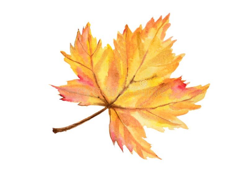 Big maple autumn leaf in watercolor aquarelle technique. Big maple autumn leaf in watercolor aquarelle technique