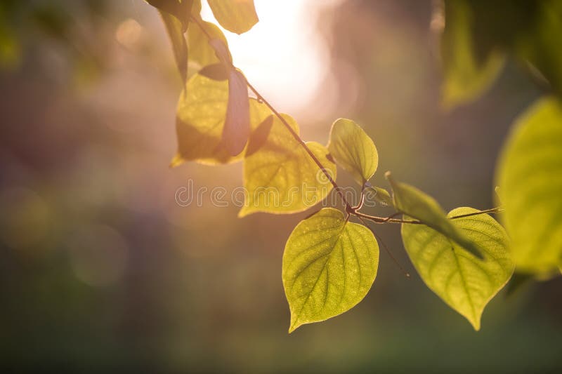 folha do verde do bodhi no por do sol fotografia de stock royalty free folha do verde do bodhi no por do sol fotografia de stock royalty free