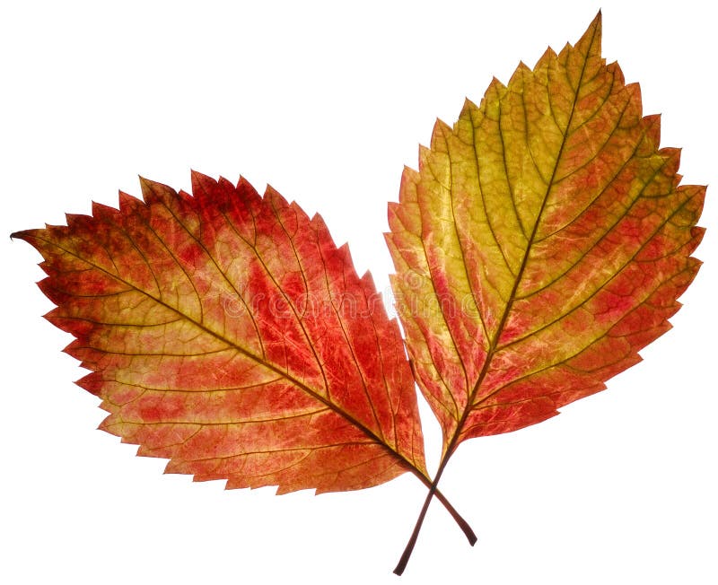 Duas folhas imagem de stock