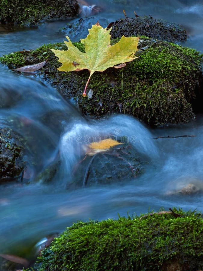 Folha em The Creek 2 imagens de stock royalty free Folha em The Creek 2 imagens de stock royalty free