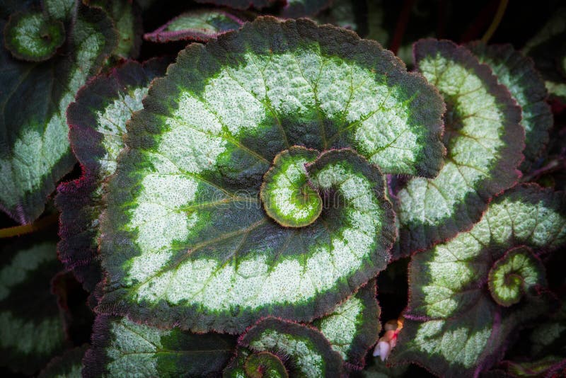 Folha Espiral Da Planta Da Begônia Foto de Stock - Imagem de branco, cores:  59496138