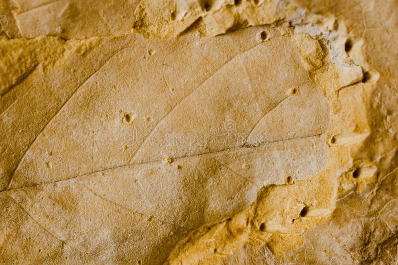 Folha fóssil fotografia de stock