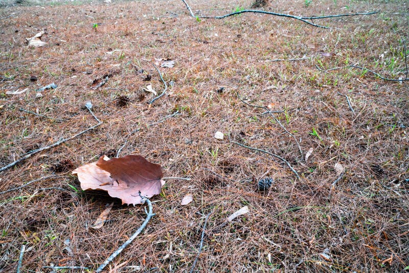 Folha marrom secada caída na terra da grama secada 3 imagens de stock Folha marrom secada caída na terra da grama secada 3 imagens de stock