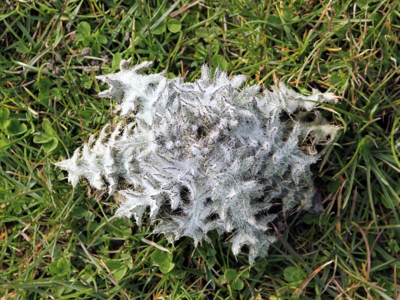 Folha-roseta nova do cardo de algodão, acanthium do Onopordum