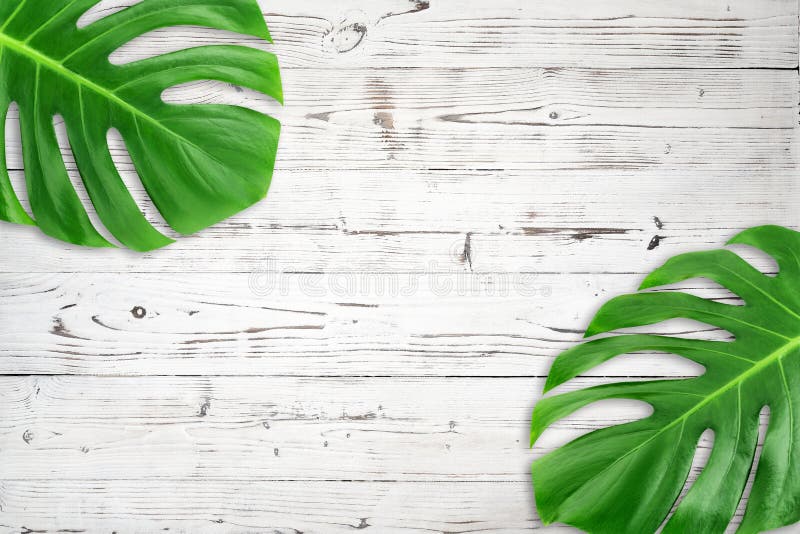 Folha tropical verde colocada da composição plano mínimo O trópico criativo da disposição deixa o quadro com o espaço da cópia no fotografia de stock royalty free Folha tropical verde colocada da composição plano mínimo O trópico criativo da disposição deixa o quadro com o espaço da cópia no fotografia de stock royalty free