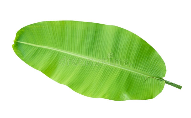 Folha tropical verde fresca da banana isolada no fundo branco, trajeto fotos de stock royalty free Folha tropical verde fresca da banana isolada no fundo branco, trajeto fotos de stock royalty free