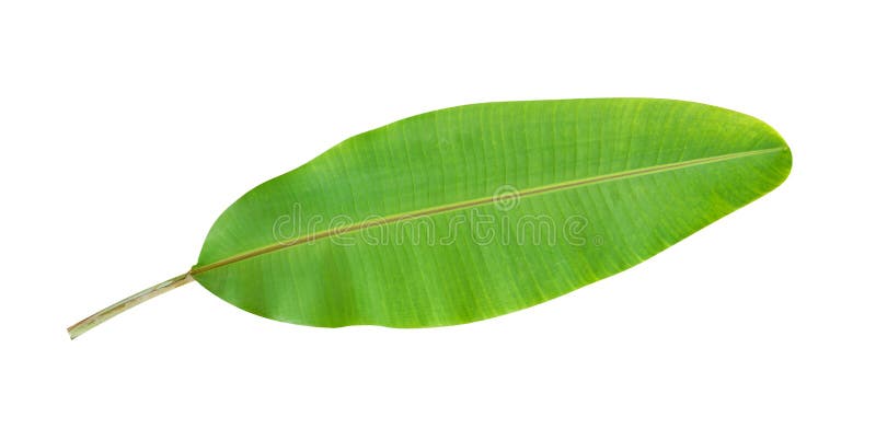 Folha tropical verde fresca da banana isolada no fundo branco, trajeto