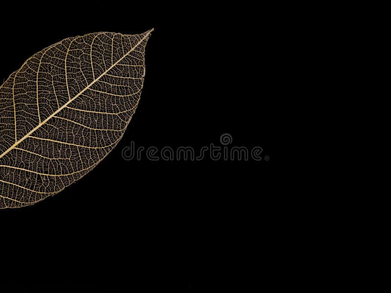 a folha veia o teste padrão foto de stock royalty free a folha veia o teste padrão foto de stock royalty free