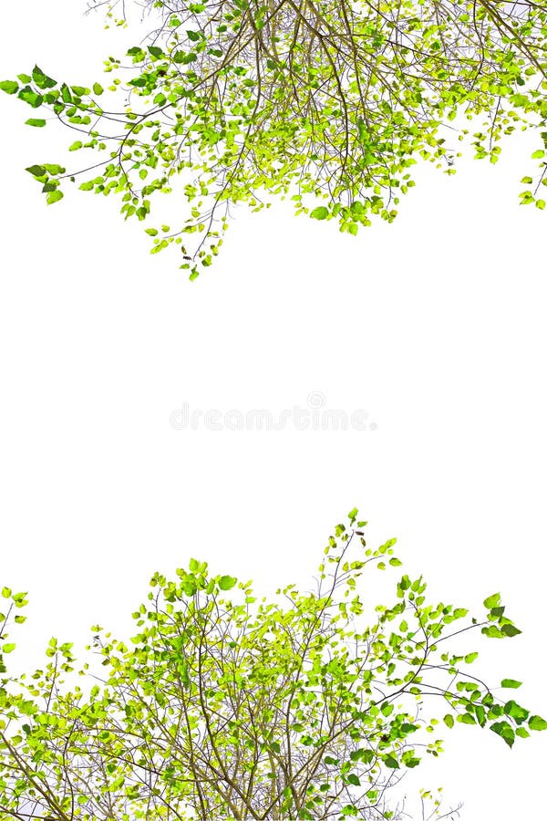 Folha verde foto de stock royalty free