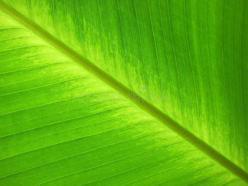 Folha verde fotografia de stock Folha verde fotografia de stock