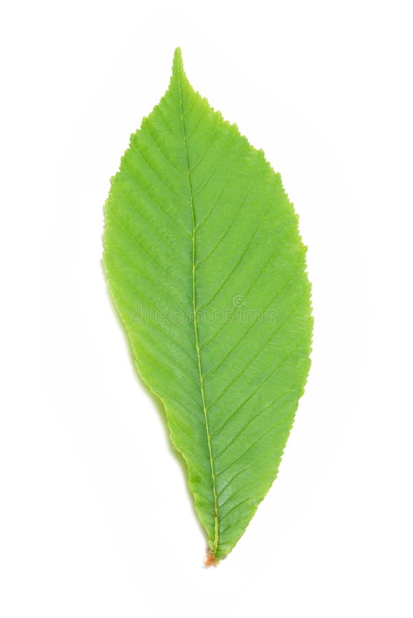 Green chestnut leaf isolated on white background. Green chestnut leaf isolated on white background.