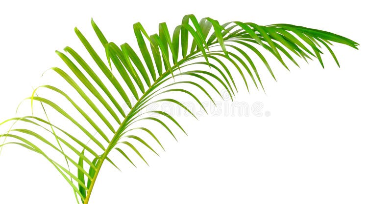 Folha verde da palmeira isolada fotografia de stock royalty free Folha verde da palmeira isolada fotografia de stock royalty free