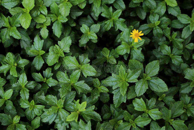 Folha verde do arbusto com a uma flor amarela pequena para o fundo imagem de stock royalty free Folha verde do arbusto com a uma flor amarela pequena para o fundo imagem de stock royalty free
