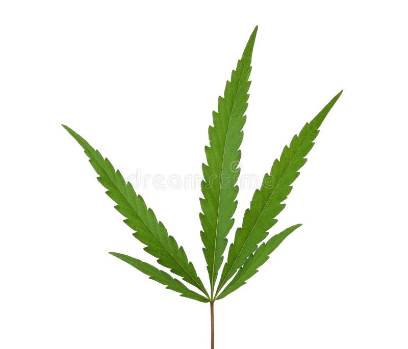 Folha verde fresca do cânhamo imagem de stock Folha verde fresca do cânhamo imagem de stock
