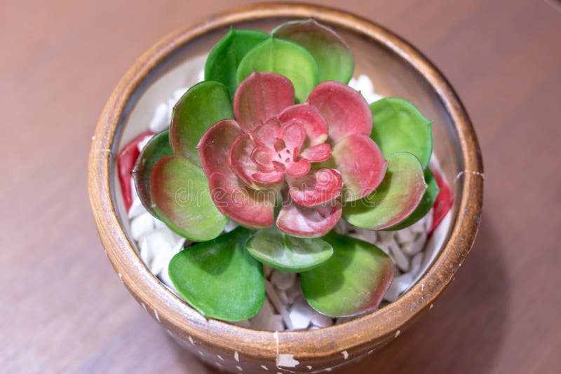 Cactos Em Um Potenciômetro De Flor Planta Da Casa - Cacto Imagem