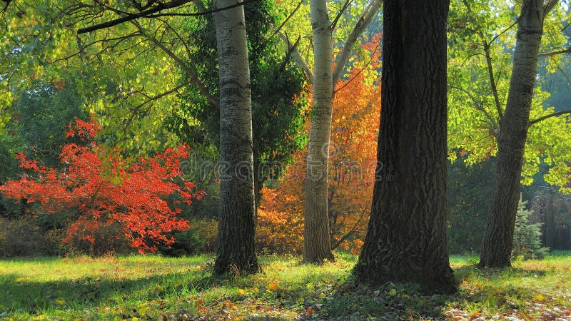 Folhagem de outono adiantada Autumn Trees
