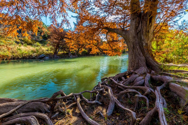 Folhagem de outono brilhante e raizes Gnarly enormes em Guadalupe State Park, Texas foto de stock Folhagem de outono brilhante e raizes Gnarly enormes em Guadalupe State Park, Texas foto de stock