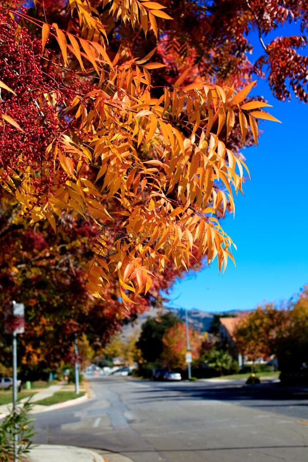 Fall color red orange leafs falling off tree. Open streets, blue sky, houses and mountain in distance, suburban area. Fall color red orange leafs falling off tree. Open streets, blue sky, houses and mountain in distance, suburban area.