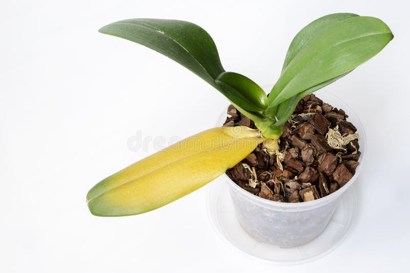 Orquídea Com Folhas Amarelas Mortas Doentes Foto de Stock - Imagem de  verde, podre: 211222622