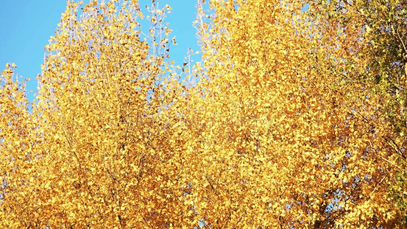 Folhas amarelas da árvore contra o fundo do céu azul