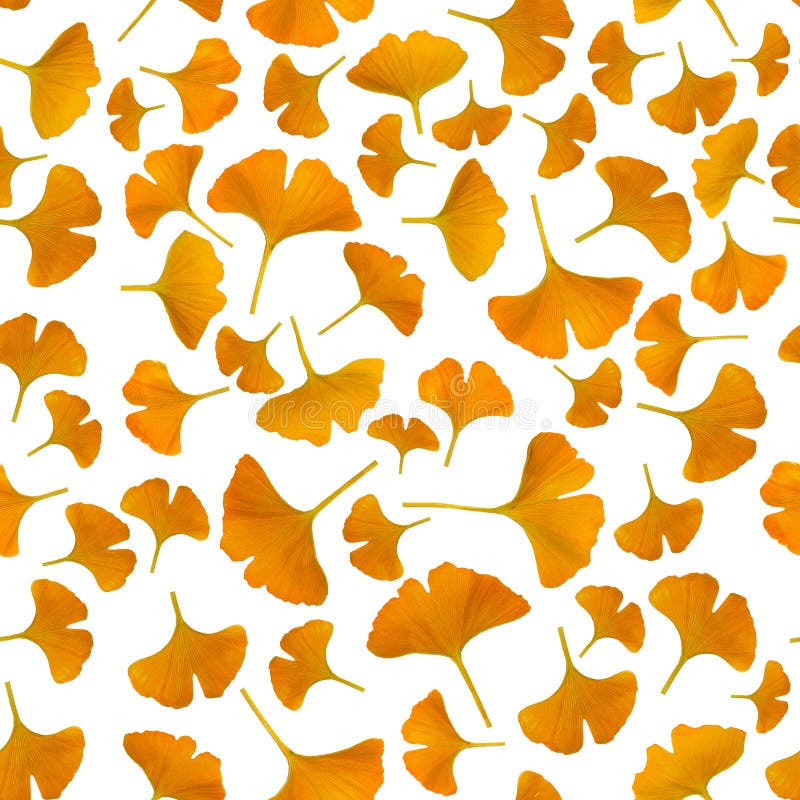 Folhas amarelas do gingko no fundo branco fotografia de stock Folhas amarelas do gingko no fundo branco fotografia de stock