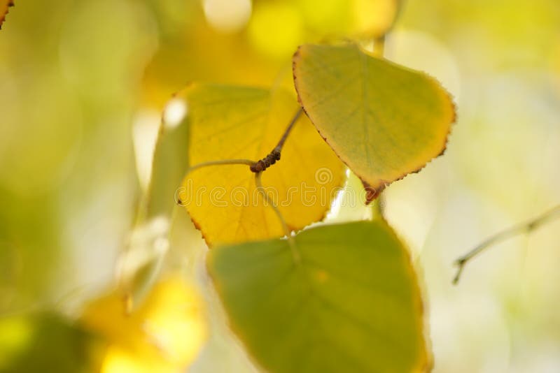 Folhas amarelas e verdes-claras de pássaros nos ramos no jardim do outono no dia ensolarado, macro foto foto de stock Folhas amarelas e verdes-claras de pássaros nos ramos no jardim do outono no dia ensolarado, macro foto foto de stock