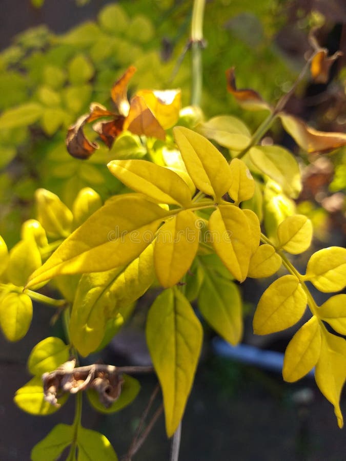 Folhas Amarelas E Verdes-claras De Uma Jasmim Foto de Stock - Imagem de  alimento, flor: 205281376