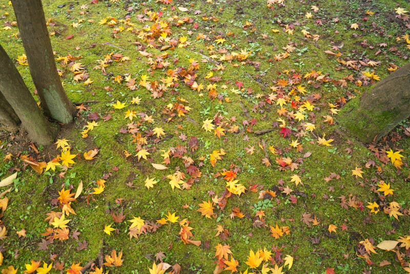 Folhas caídas no musgo em um jardim japonês no inverno adiantado no Tóquio foto de stock Folhas caídas no musgo em um jardim japonês no inverno adiantado no Tóquio foto de stock