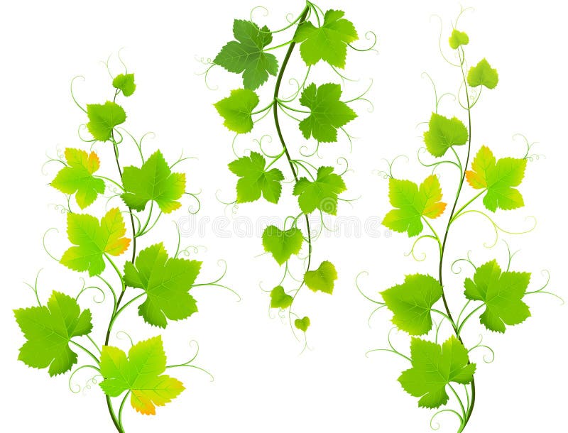 Folhas da uva ilustração royalty free Folhas da uva ilustração royalty free