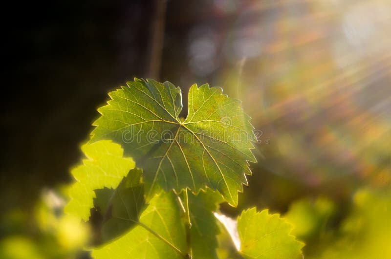 Folhas da videira no outono Folhas da videira leves pelo sol de ajuste Folhas verdes leves pela luz solar macia Vinhedos do vinho fotos de stock royalty free Folhas da videira no outono Folhas da videira leves pelo sol de ajuste Folhas verdes leves pela luz solar macia Vinhedos do vinho fotos de stock royalty free