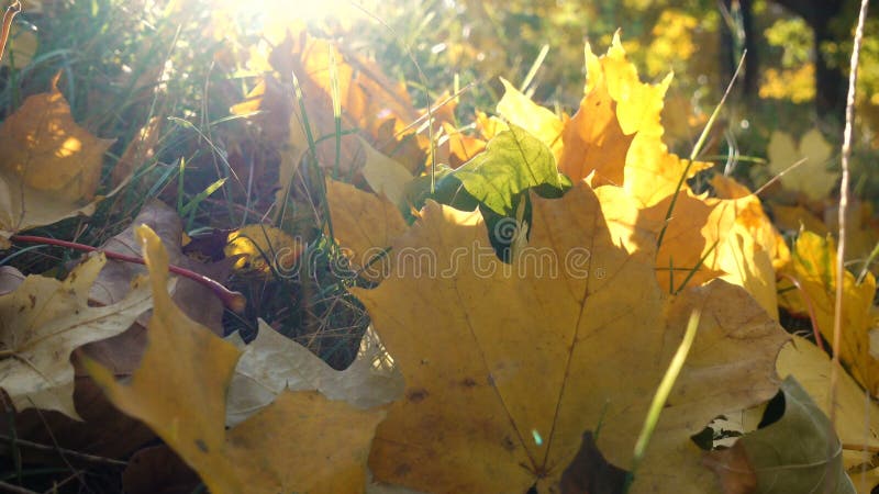 Folhas de bordo amarelas na grama na luz solar