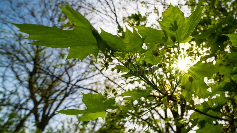Folhas de bordo de Noruega no tempo ensolarado da mola Platanoides de Acer imagens de stock Folhas de bordo de Noruega no tempo ensolarado da mola Platanoides de Acer imagens de stock
