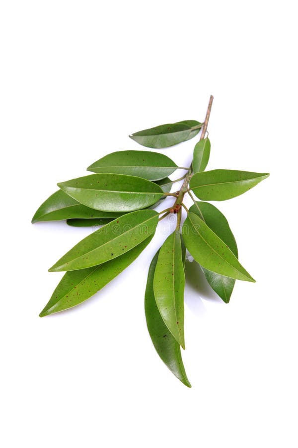 Folhas de chiku imagem de stock