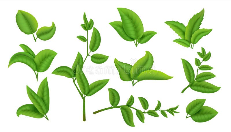 Folhas de chá e ramos realísticos Plantas verdes e ervas isoladas na coleção branca, natural da folha de chá Vetor ilustração stock Folhas de chá e ramos realísticos Plantas verdes e ervas isoladas na coleção branca, natural da folha de chá Vetor ilustração stock