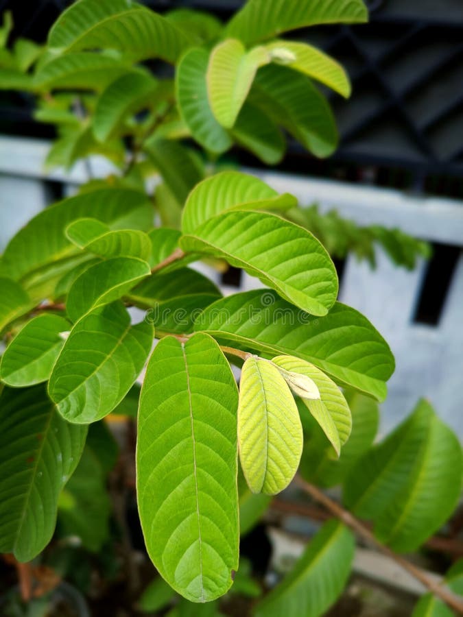 Folhas de Goiaba Verde imagens de stock